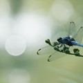 写真: 蜻蛉