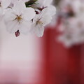 写真: 古刹の桜