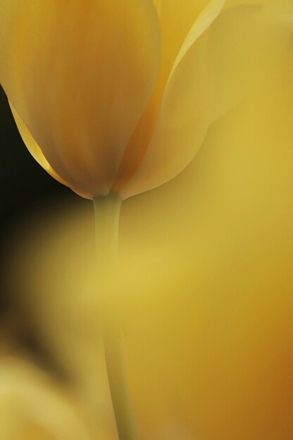 写真: tulip