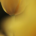 写真: tulip