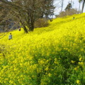 写真: 黄色い丘の風景