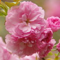 写真: ボタン桜