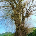 写真: 薬師の大いちょう・巨樹