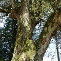 写真: 巨木イチイガシ