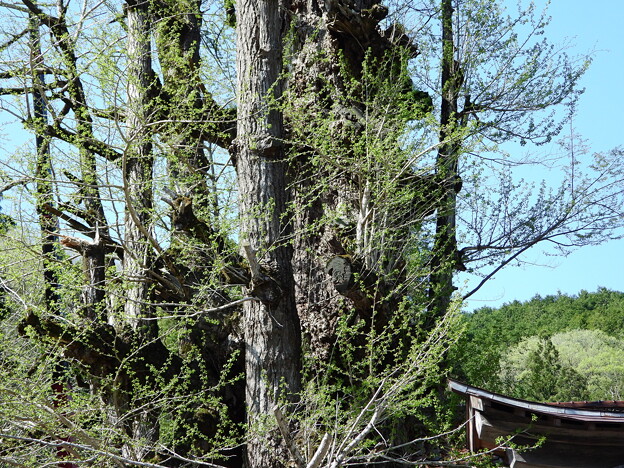 写真: 乳出の大いちょう・巨樹
