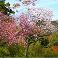 写真: 桜・紅白のコラボ (3)
