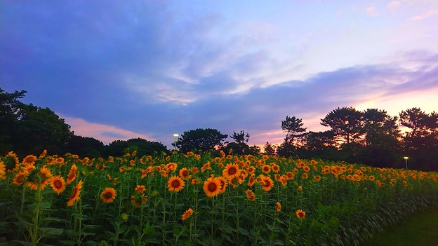Photos: sunflower