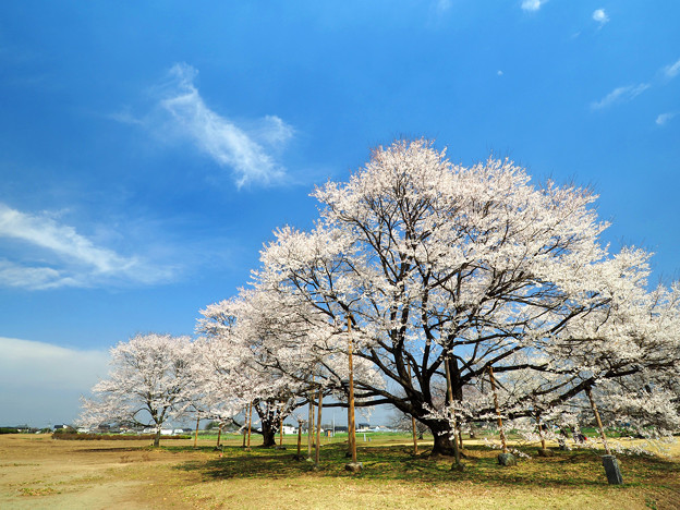写真: 天平の丘公園：薄墨桜