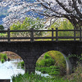 眼鏡橋の桜