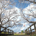 写真: 眼鏡橋の桜