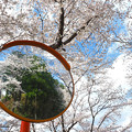 写真: 眼鏡橋の桜
