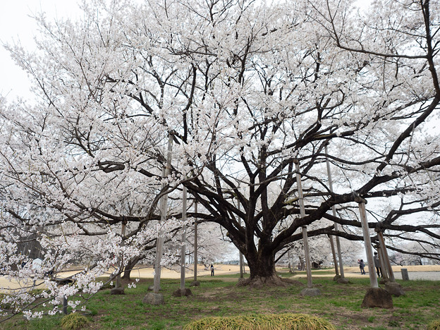 写真: 天平の丘公園・淡墨桜