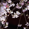 写真: 冠稲荷神社の桜