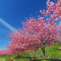 伊南川沿いの桜並木