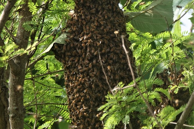 写真: 天然ミツバチの巣