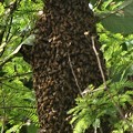 Photos: 天然ミツバチの巣