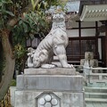 写真: 鳥越神社 狛犬。