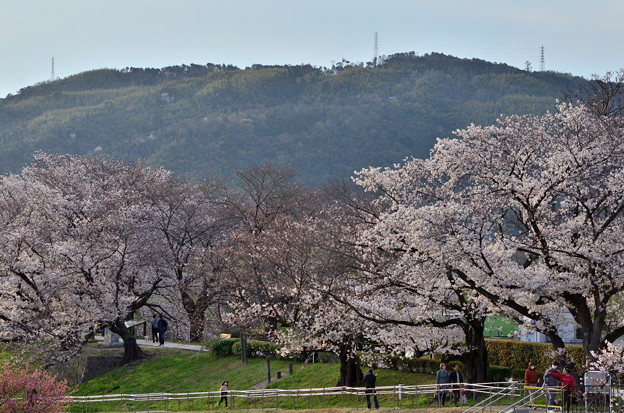 写真: 2021_0327_172343　桜と天王山