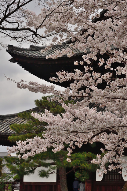 写真: 2022_0403_112952 建仁寺の桜