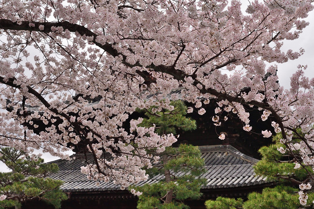 写真: 2022_0403_113007 建仁寺の桜