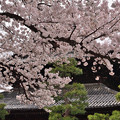 写真: 2022_0403_113007 建仁寺の桜