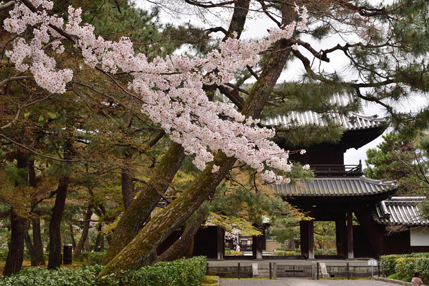 写真: 2022_0403_113158 建仁寺の桜
