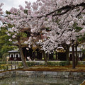 写真: 2022_0403_113709 建仁寺の桜