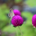 写真: 千日紅と蝶