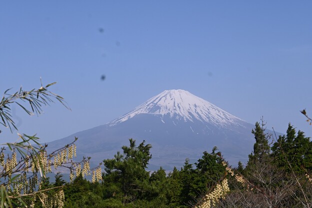 写真: 富士の山