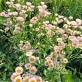 写真: 河川敷の花