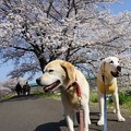 写真: 桜とわんこ