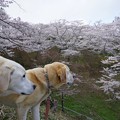 写真: 桜散る