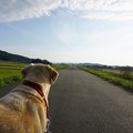 Photos: 午後散歩