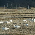 写真: 田んぼの白鳥