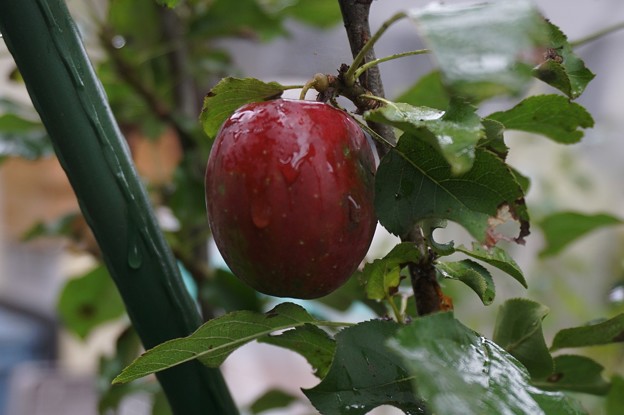 姫リンゴ