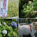 Photos: 紫陽花まつり