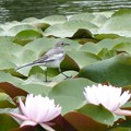 写真: 水連と鳥
