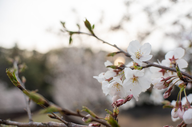 写真: 桜 #1