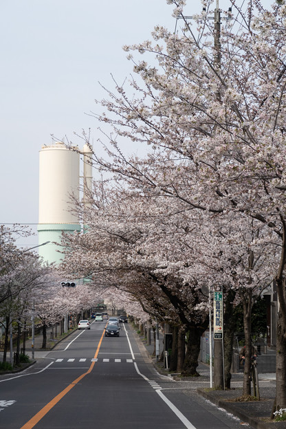 写真: 桜 #4