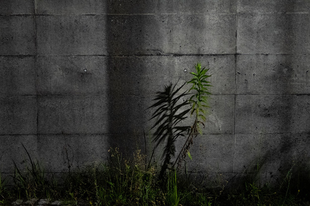写真: 塀際の雑草