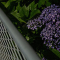 写真: 夜の紫陽花