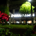 写真: 花と駅　その1