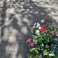 写真: 花壇の花