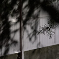 写真: 針葉樹