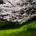 写真: 桜　#4