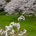写真: 桜　#6