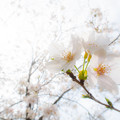 写真: 桜　#7