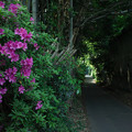 写真: ツツジ咲く小道