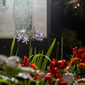 Photos: 団地の花壇