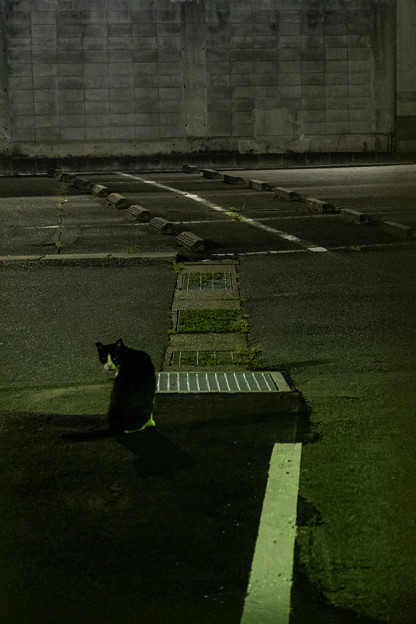 写真: 駐車場のネコ